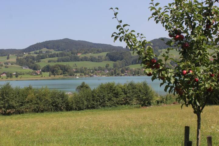 Wunderschoene Ferienwohnung Mit Seeblick Zell am Moos Exterior photo